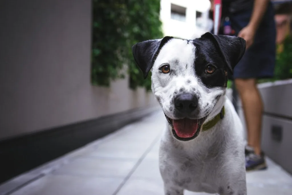 Smiling dog