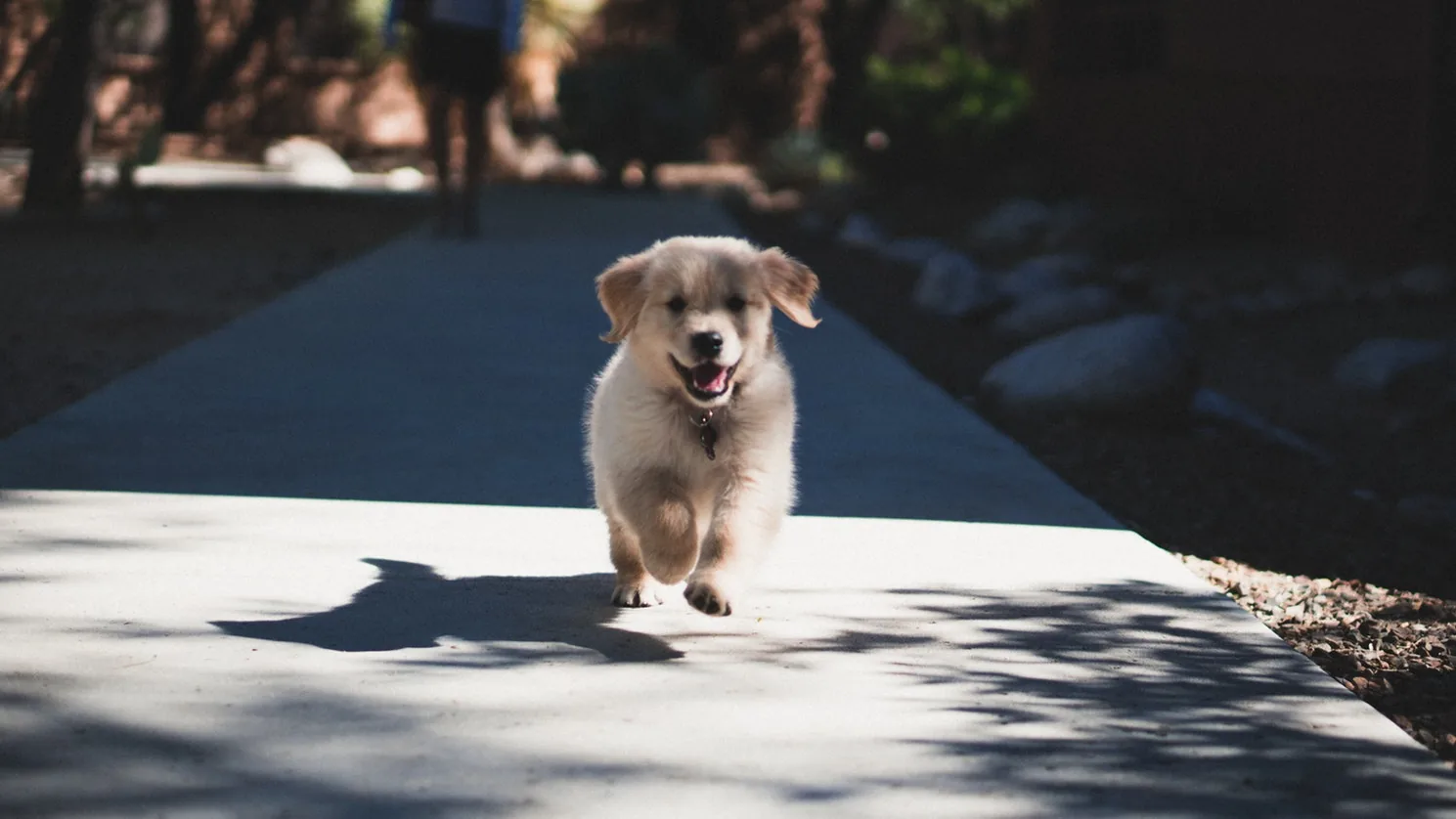 A small dog walking along a sunlit path