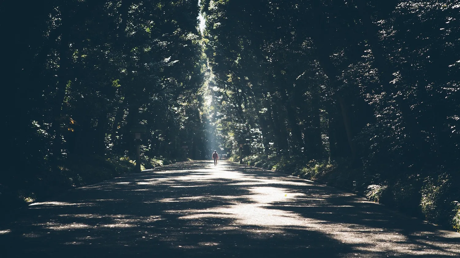 A tree-lined path with alternating sunlight and shadow