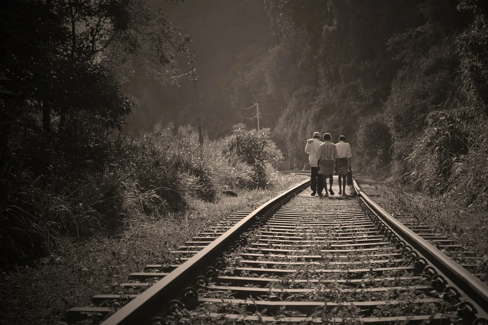 A railway track extending through woodland