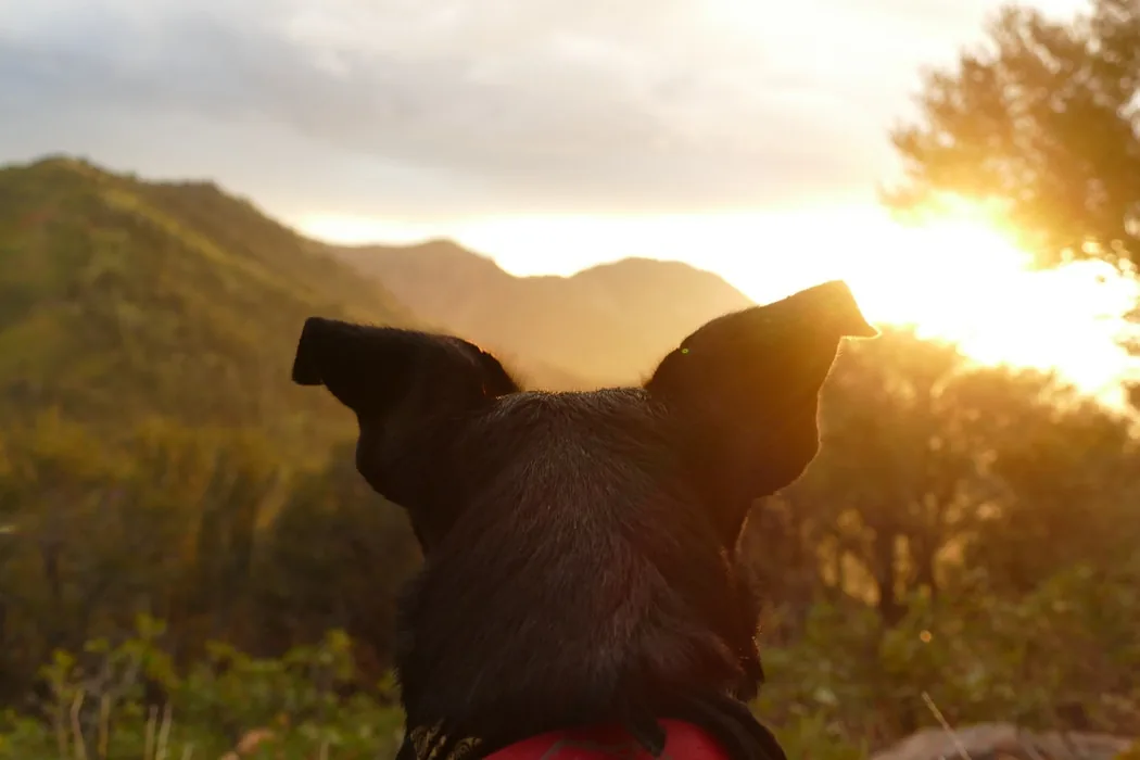 View over a dog’s ears towards a sunlit landscape