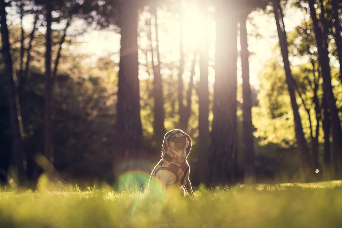 A dog sitting in grass beneath trees