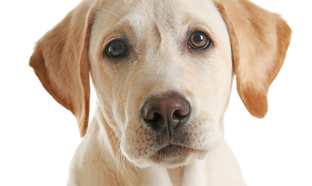 Young labrador 