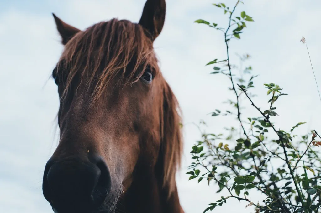 Horse head