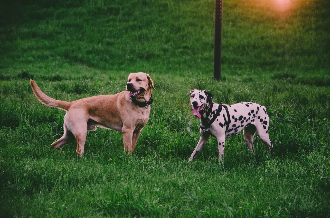 Two dogs standing on grass