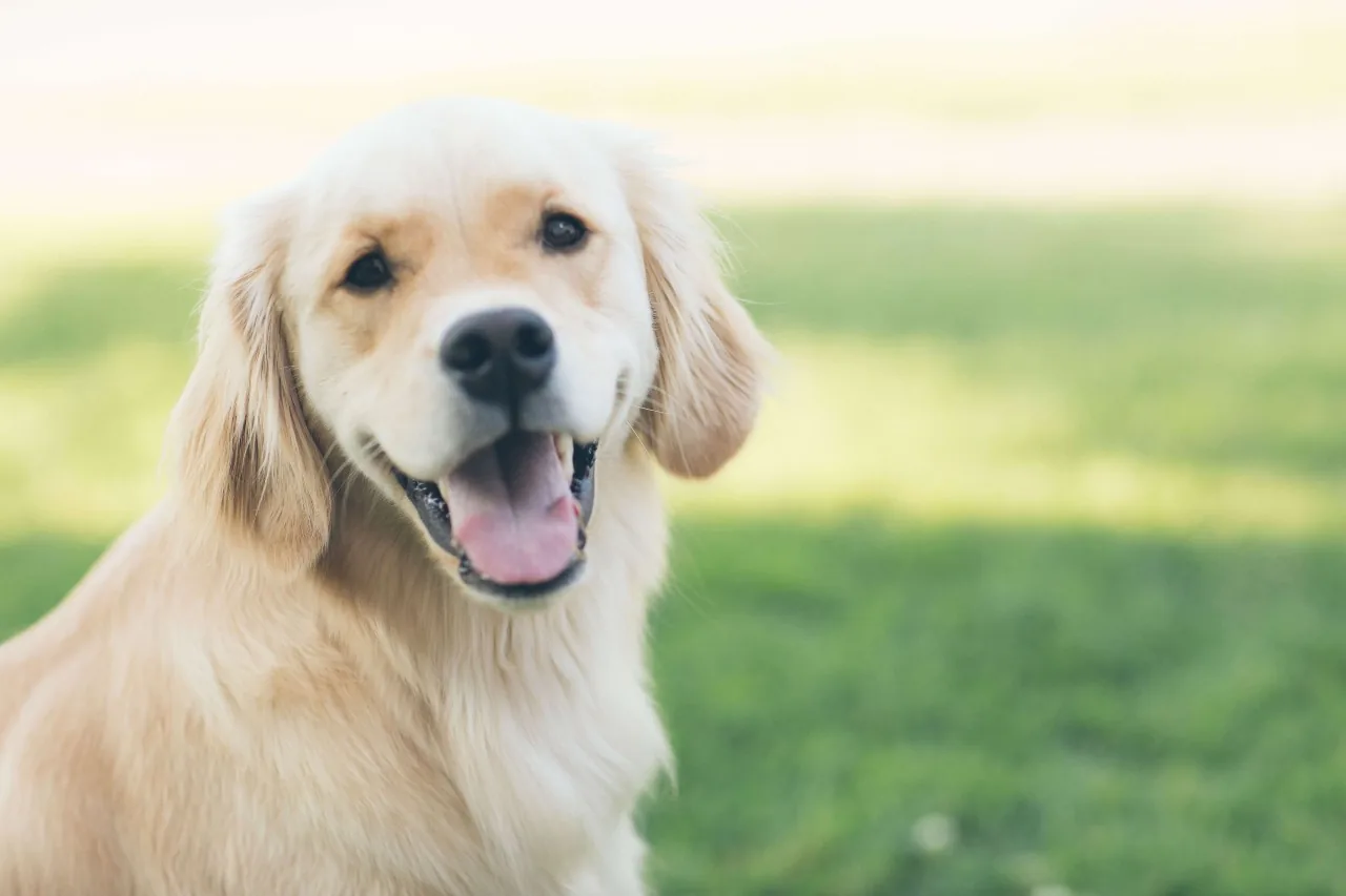 Service dogs in Australia